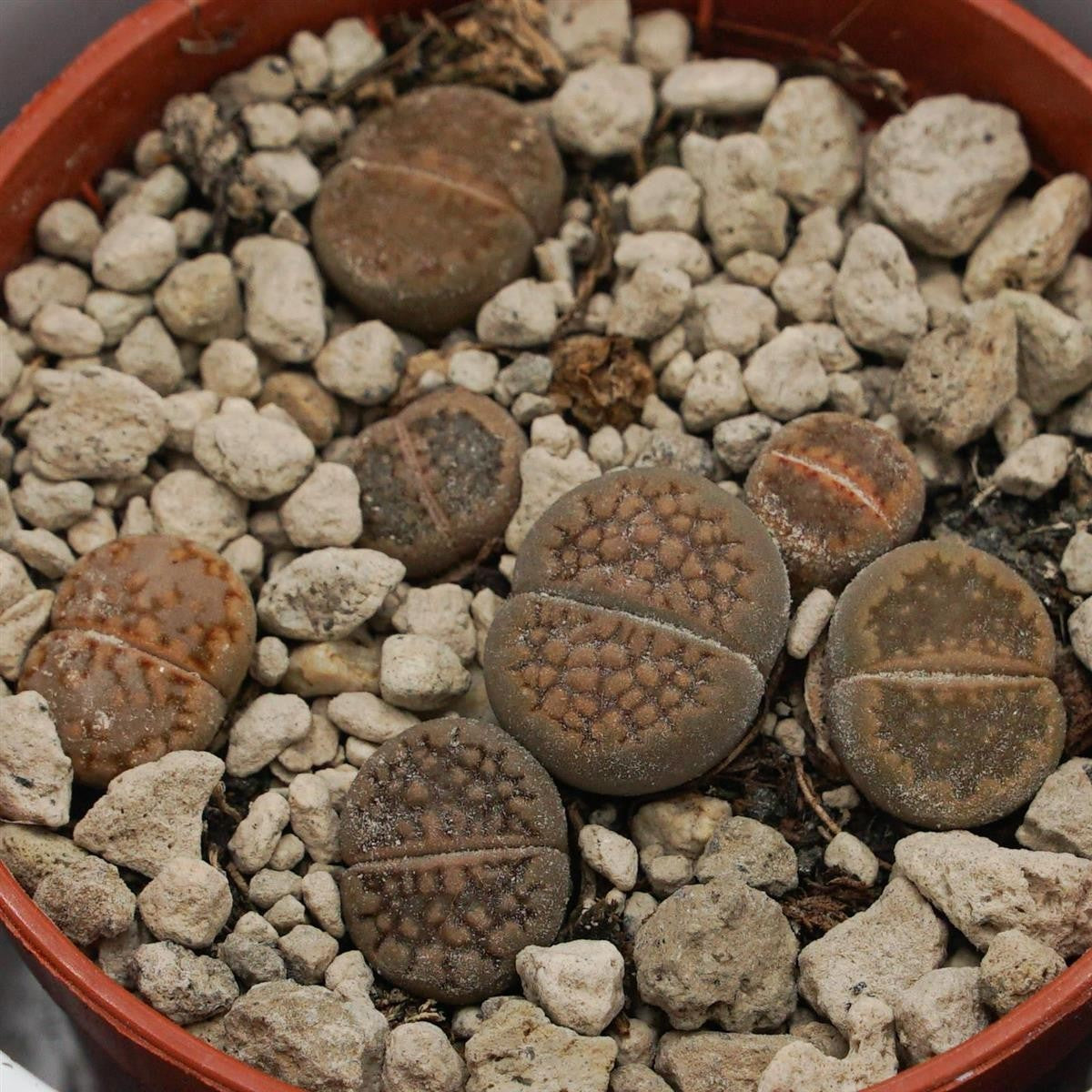 pasiora-lithops-ssp-lebende-steine-sukkulente-5-5-cm-topf image 6