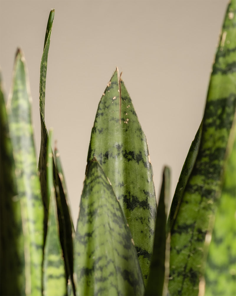 feey-gro-e-gr-ne-schwiegermutterzunge-sansevieria-zeylanica image 2