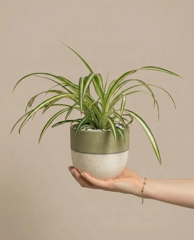feey-gr-nlilie-chlorophytum-comosum image 1