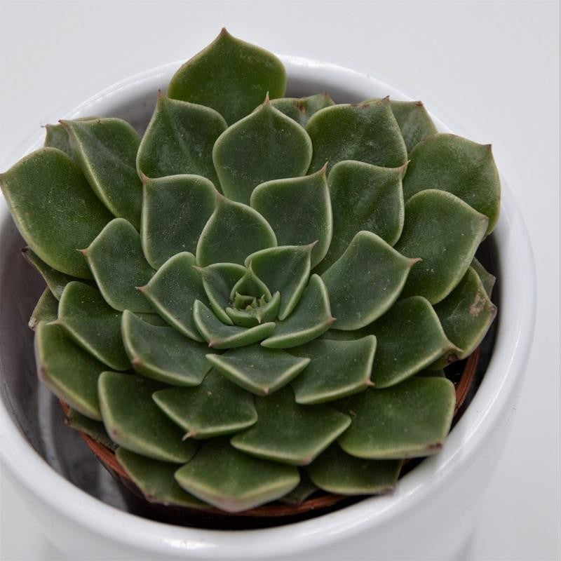 pasiora-graptopetalum-bellum-rosetten-sukkulente-im-5-5cm-topf image 1