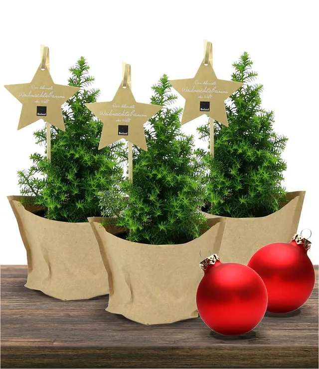 baldur-garten-mini-weihnachtsbaum-3er-set-chamaecyparis-im-10-cm-topf-20-30-cm image 1