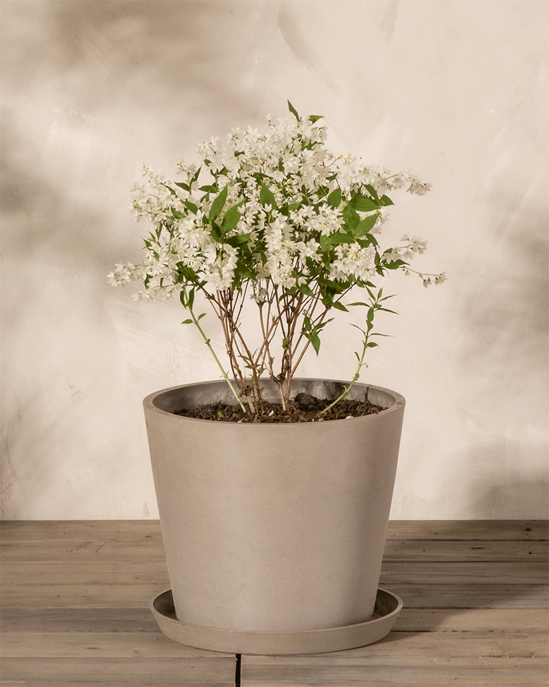 feey-deutzia-gracilis-zierliche-deutzie-au-enpflanze image 6