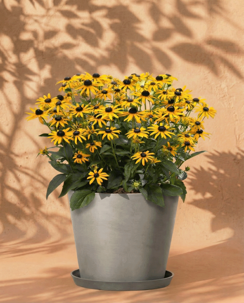 feey-gelber-sonnenhut-rudbeckia-fulgida-wurzelstock image 6