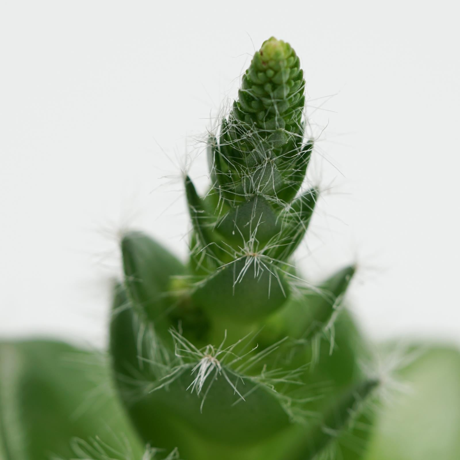 pasiora-crassula-capitella-v-setosa-dickblatt-8-5-cm-topf image 4