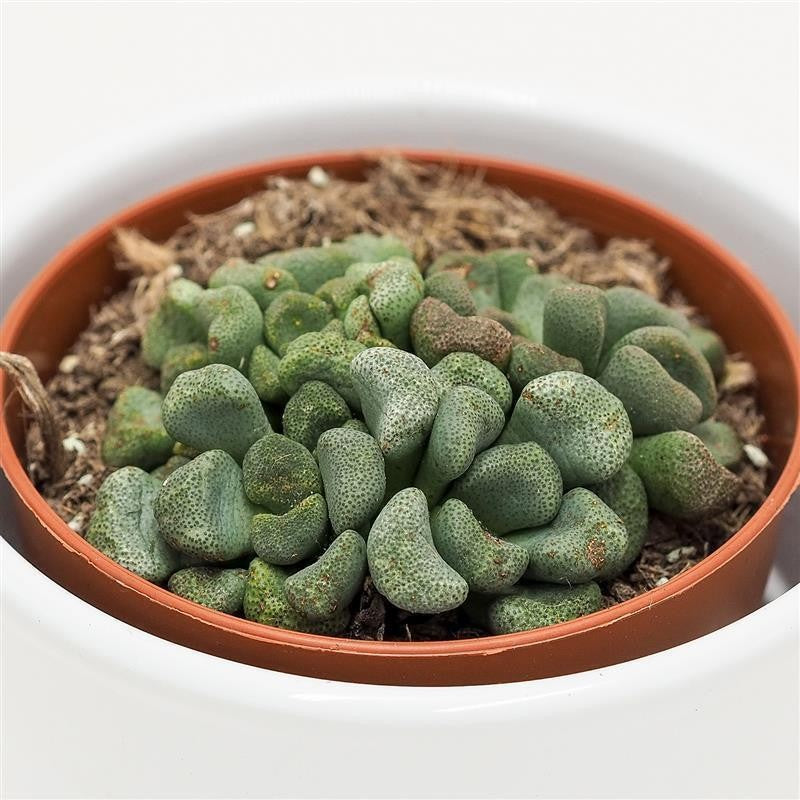 pasiora-aloinopsis-schooneesii-8-5-cm-caudex-sukkulente image 1
