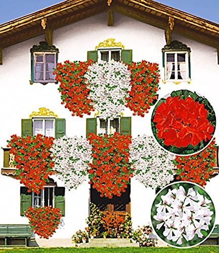 baldur-garten-tiroler-h-nge-geranien-feuerrot-3-pflanzen-im-10-5-cm-topf image 6