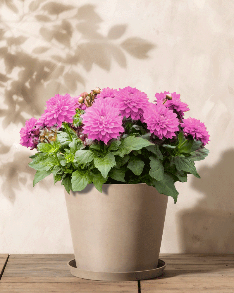 feey-dahlien-pink-lavender-perfection-knollen image 4