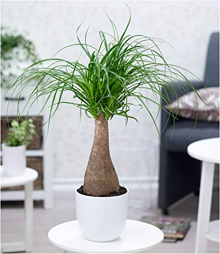 baldur-garten-elefantenfu-50-60-cm-im-17-cm-topf image 5