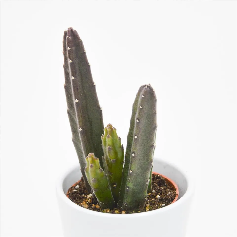 pasiora-stapelia-leendertziae-sukkulente-aasblume-6cm-topf image 1