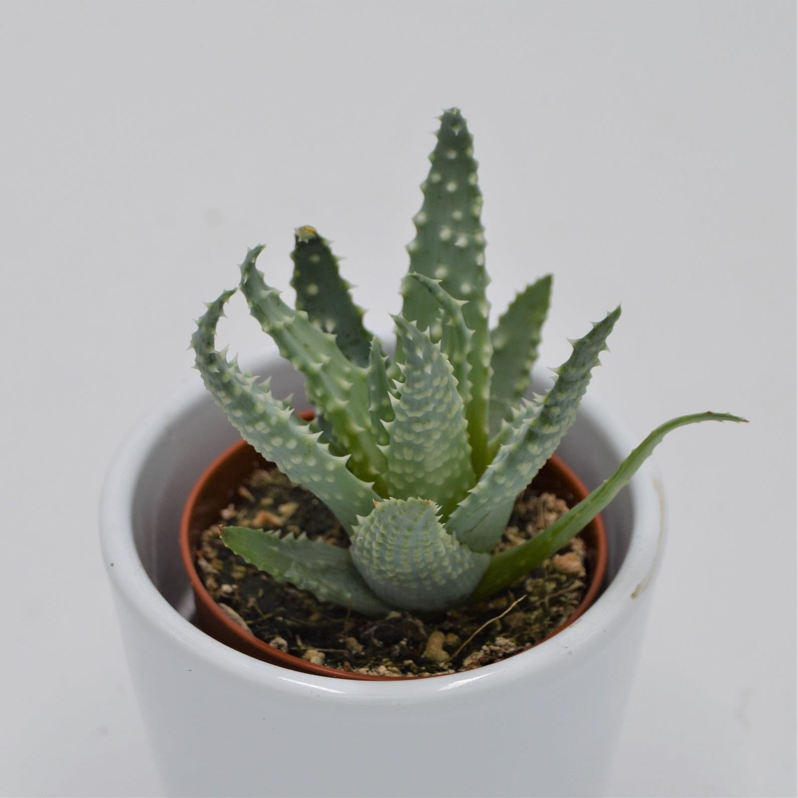 pasiora-aloe-humilis-sukkulente-5-5cm-topf image 1