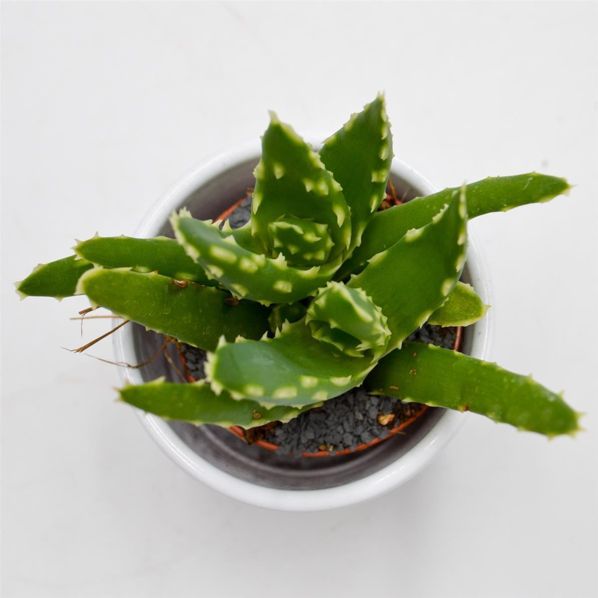 pasiora-aloe-mitriformis-sukkulente-5-5cm-topf image 2