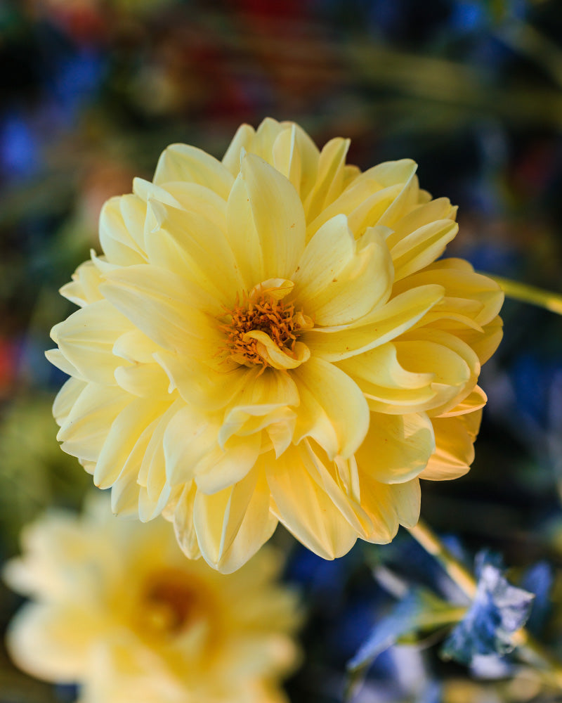 feey-dahlien-gelb-knollenpflanze-dahlia-bis-1-m image 2