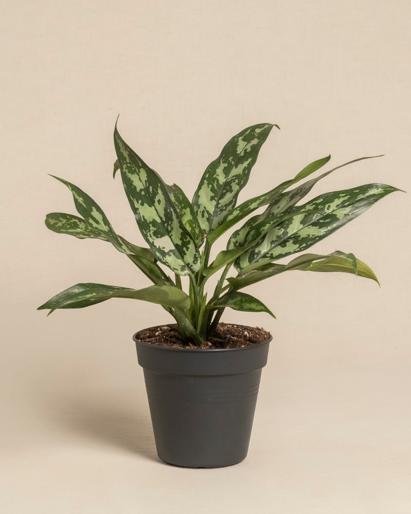 feey-aglaonema-maria-zimmerpflanze image 3