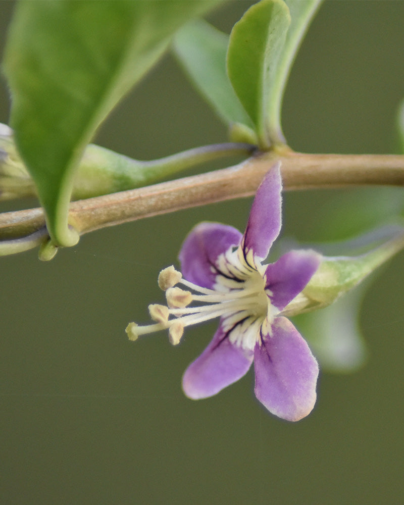 feey-goji-beere-lycium-barbarum-au-enstrauch image 6