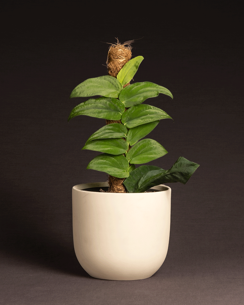 feey-rhaphidophora-korthalsii-rarit-t-zimmerpflanze image 6