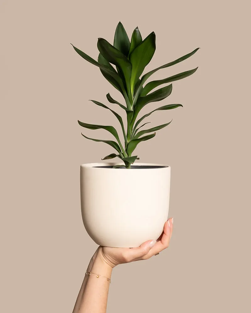 feey-keulenlilie-cordyline-fruticosa-glauca-zimmerpflanze image 1