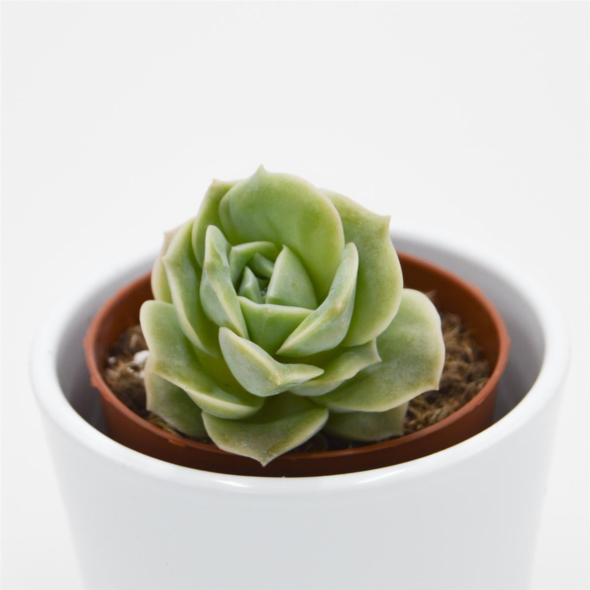 pasiora-x-graptoveria-lovely-rose-sukkulente-8-5cm image 1