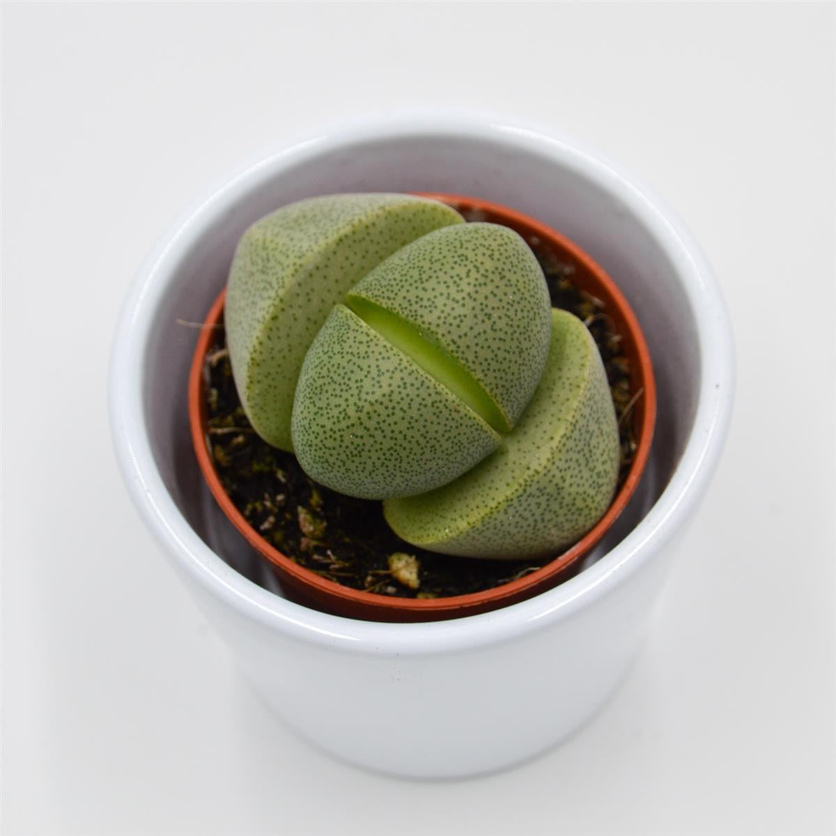 pasiora-pleiospilos-nelii-lebende-steine-sukkulente-5-5cm image 2