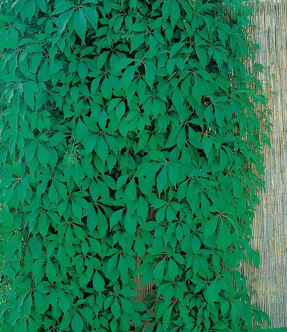 baldur-garten-wilder-wein-quinquefolia-9x9-cm-topf image 2