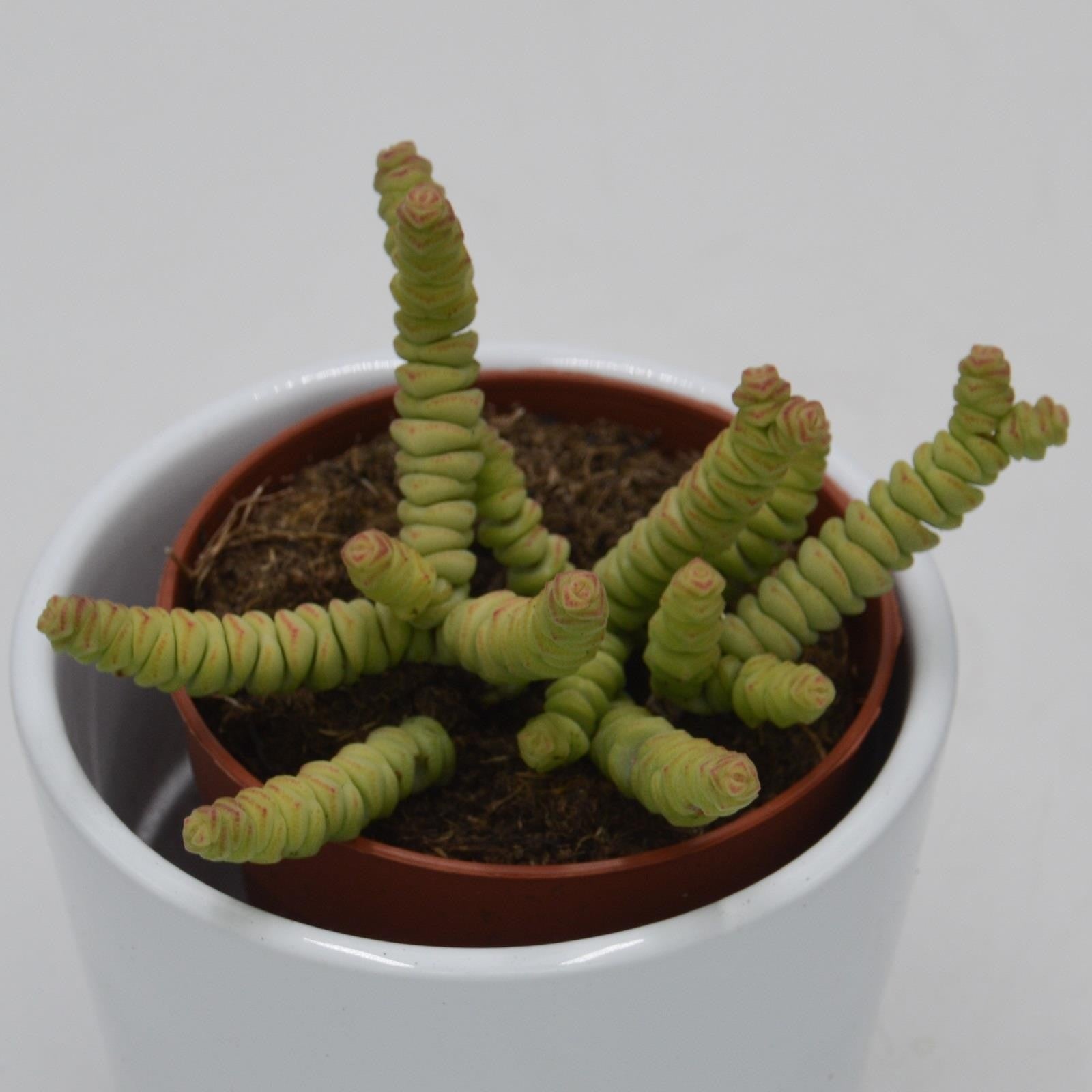 pasiora-crassula-rupestris-marnieriana-mini-8-5cm image 2