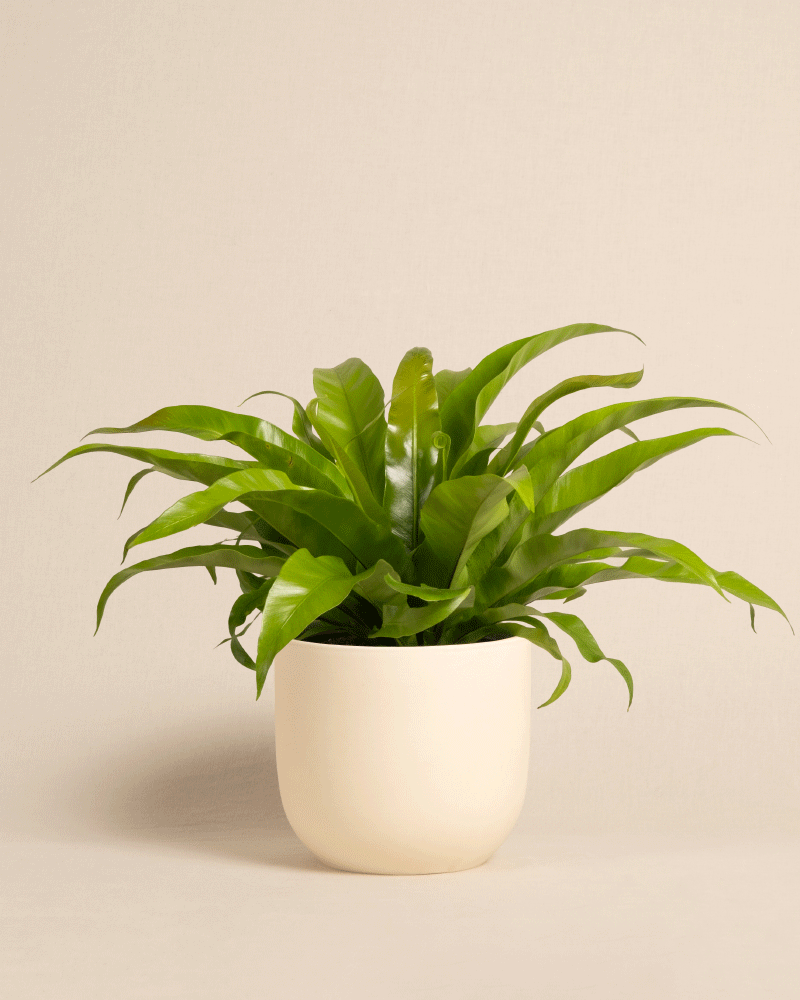 feey-nestfarn-zimmerpflanze-asplenium-nidus-mittel image 6
