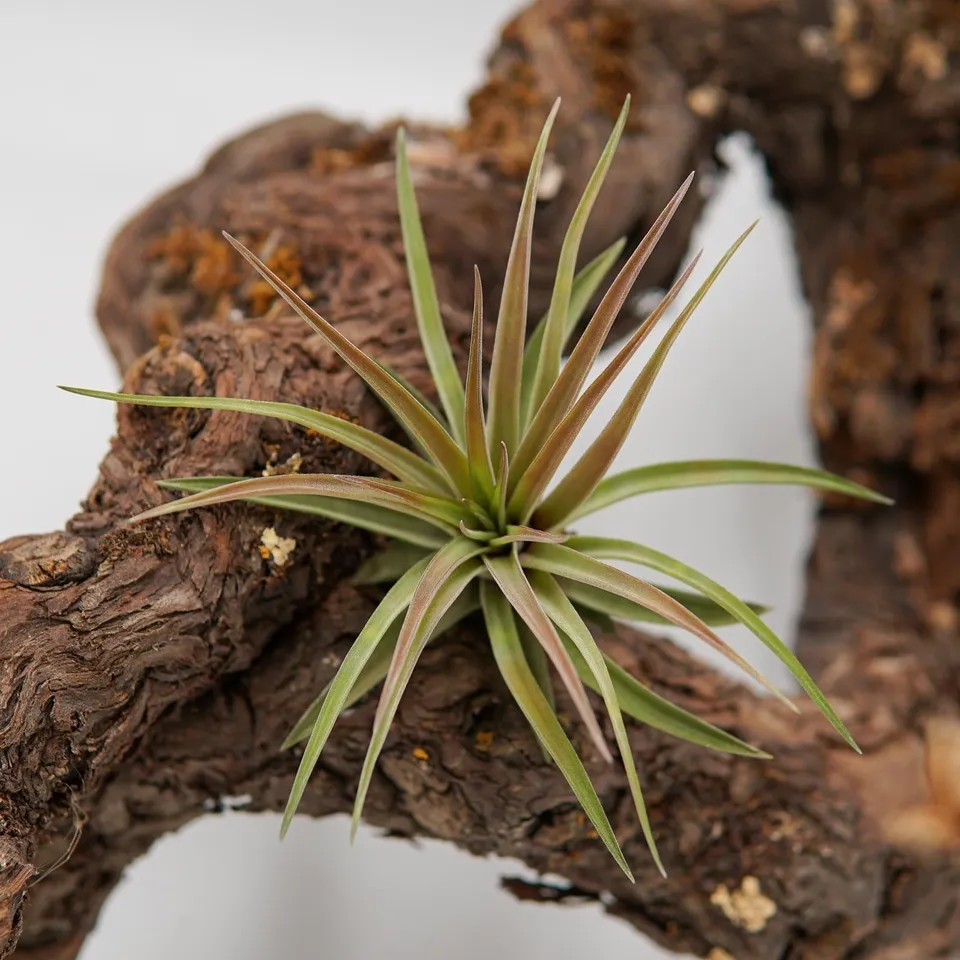 pasiora-tillandsia-brachycaulos-var-multiflora-luftnelke image 1