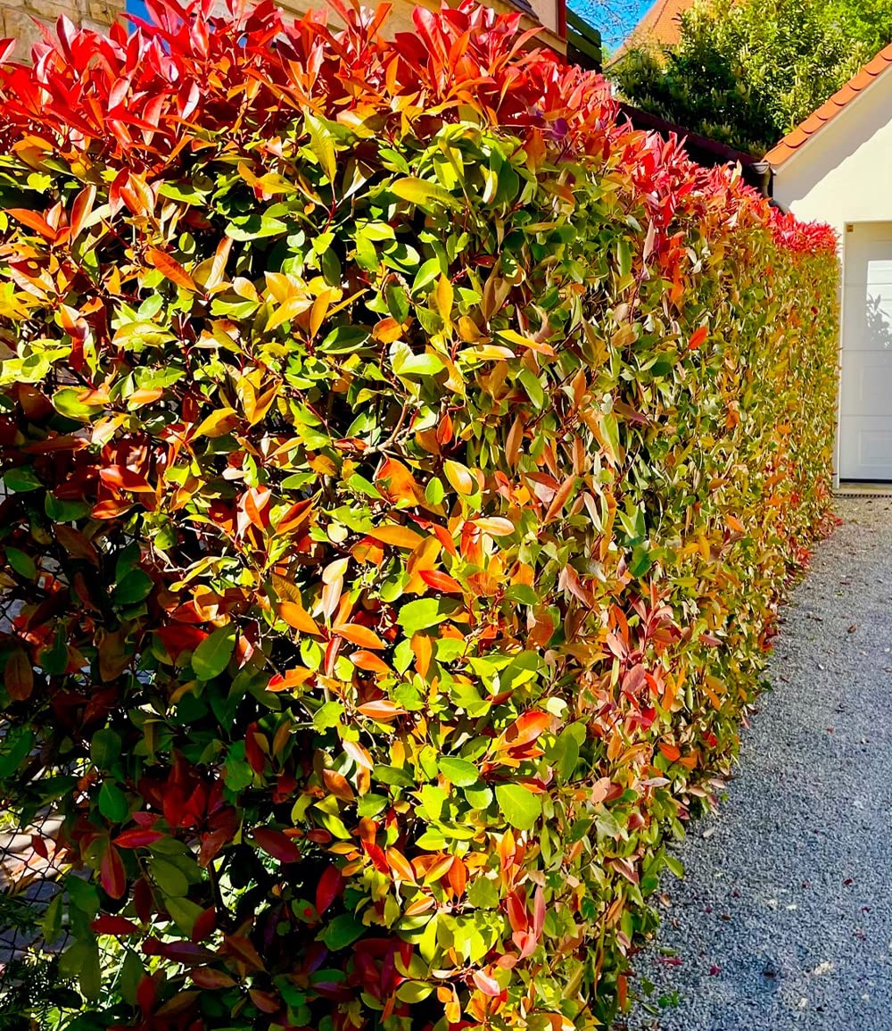 baldur-garten-photinia-red-robin-glanzmispel-9x9-cm-topf image 4