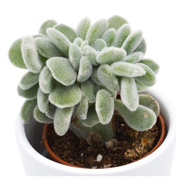 pasiora-echeveria-pulvinata-frosty-cristata-5-5cm image 1