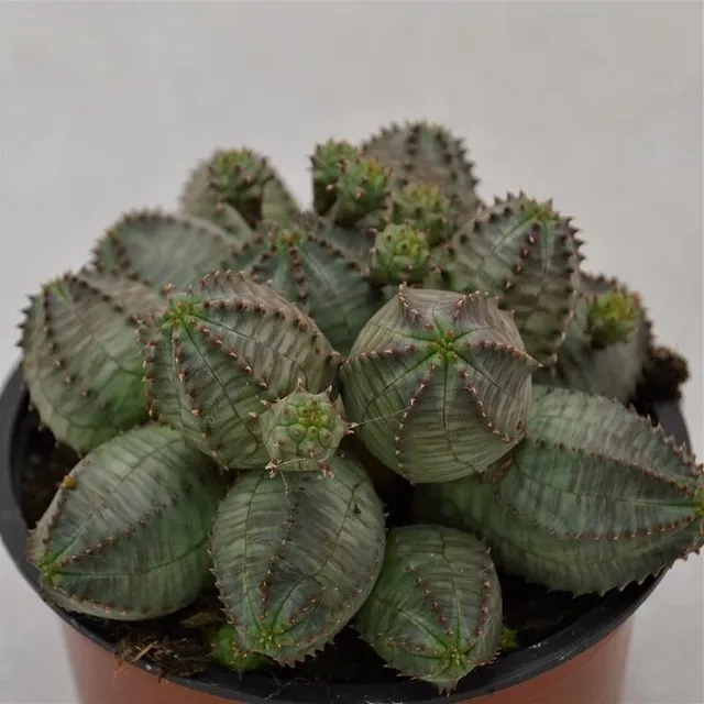 pasiora-euphorbia-obesa-monstruoza-sukkulente-13cm image 1
