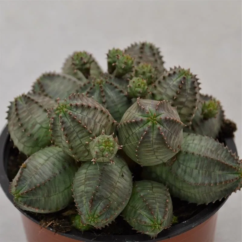 pasiora-euphorbia-obesa-monstruoza-sukkulente-13cm image 1