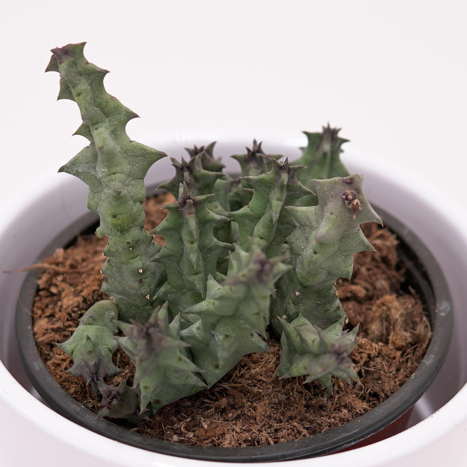 pasiora-huernia-primulina-aasblume-sukkulente-8-cm-topf image 1