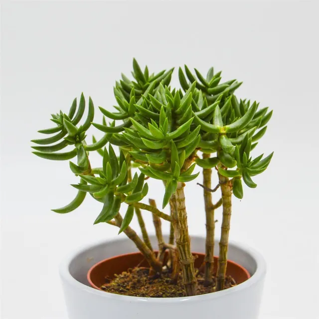 pasiora-crassula-tetragona-dickblatt-sukkulente-8-5cm-topf image 1