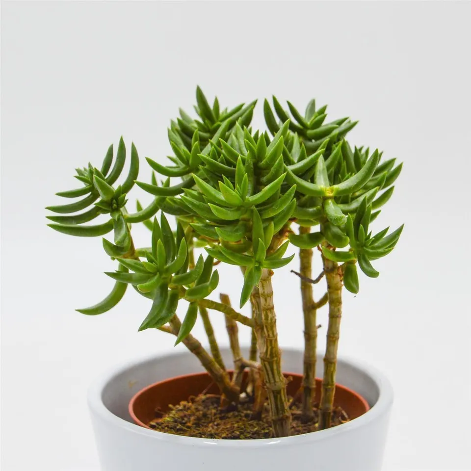 pasiora-crassula-tetragona-dickblatt-sukkulente-8-5cm-topf image 1
