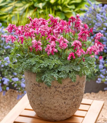 baldur-garten-tr-nendes-herz-passion-hearts-staude-im-9x9-cm-topf-ca-60-cm image 6