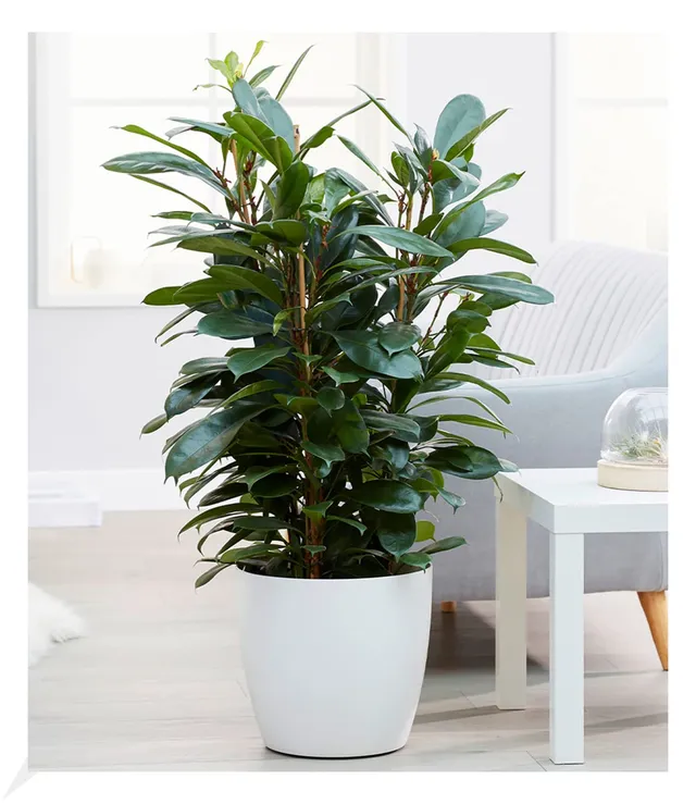baldur-garten-afrikanischer-feigenbaum-zimmerpflanze-ca-100-cm-im-21-cm-topf image 1