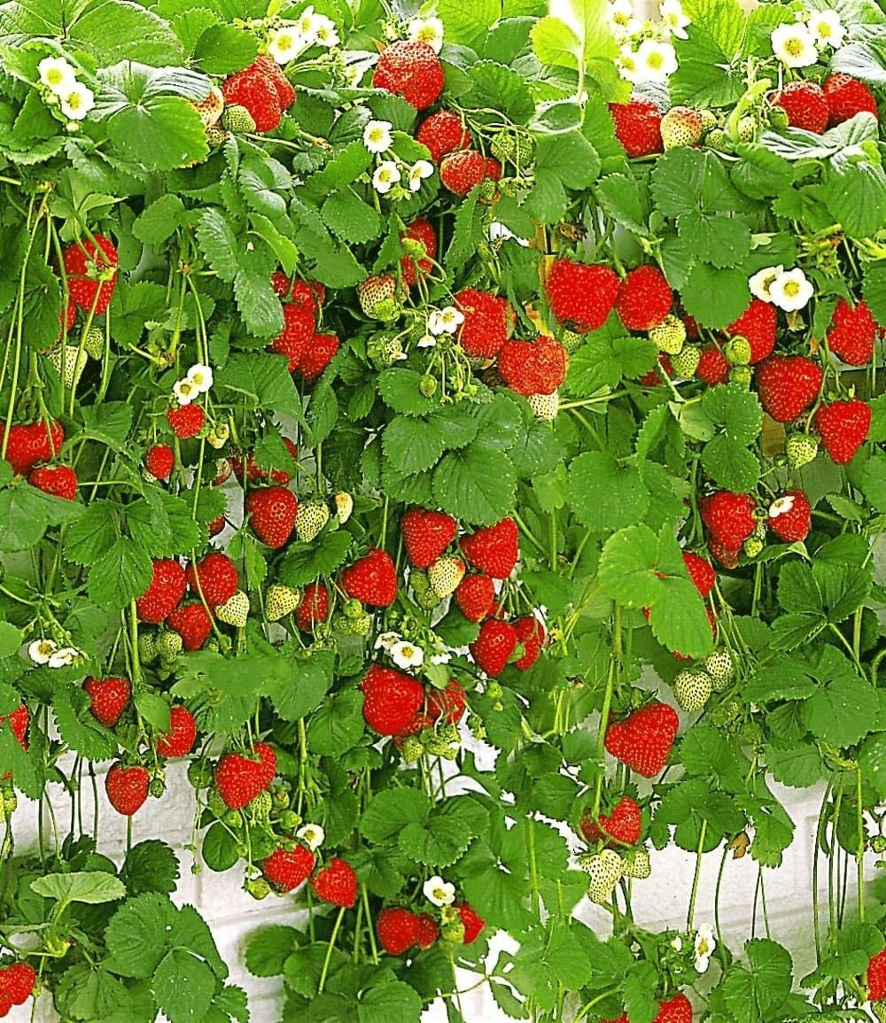 baldur-garten-kletter-erdbeere-hummi-3-pflanzen-im-7x7-cm-topf image 4