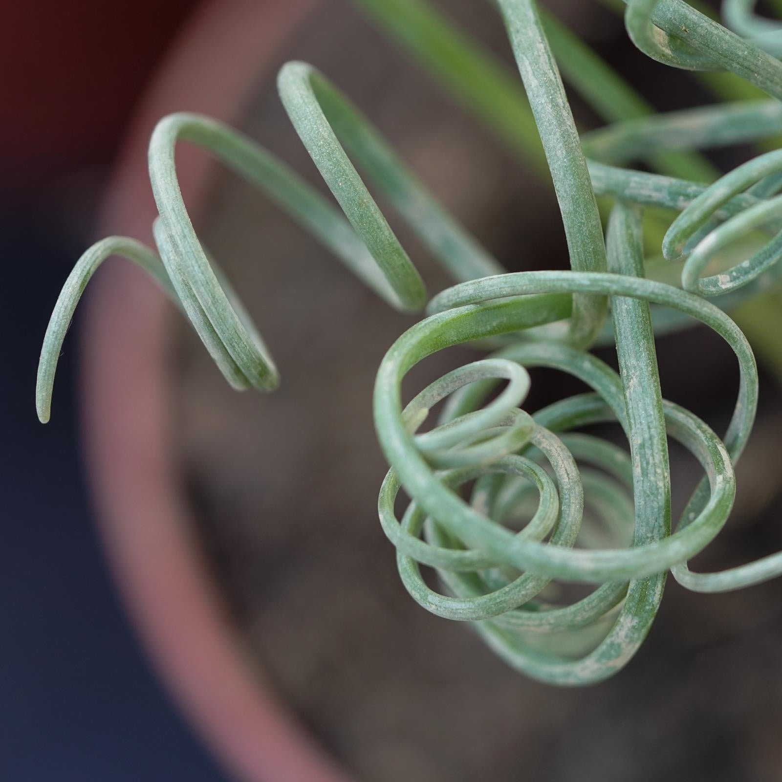 pasiora-albuca-spiralis-fizzle-sizzle-korkenzieher-pflanze-8-5cm image 4