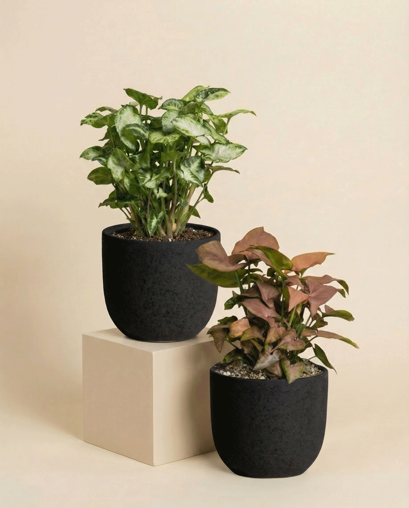 feey-schweizer-syngonium-duo-pixie-neon-pflanzenset image 8
