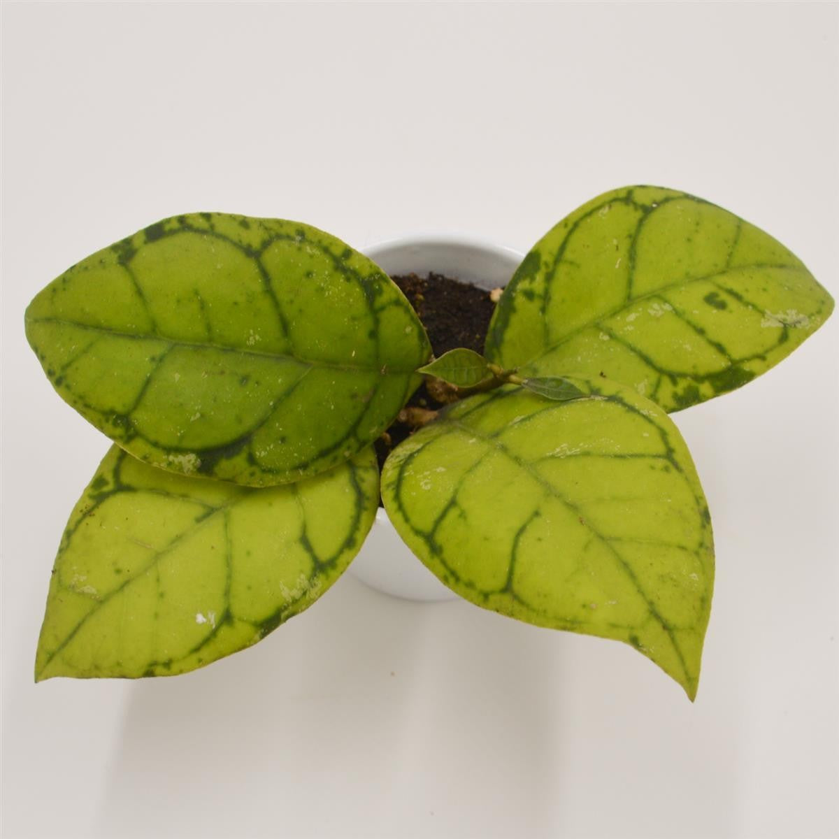 pasiora-hoya-callistophylla-porzellanblume-6cm-topf image 1