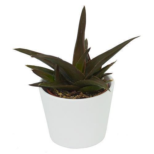 pasiora-aloe-black-gem-hybrid-sukkulente-6-cm-topf image 3