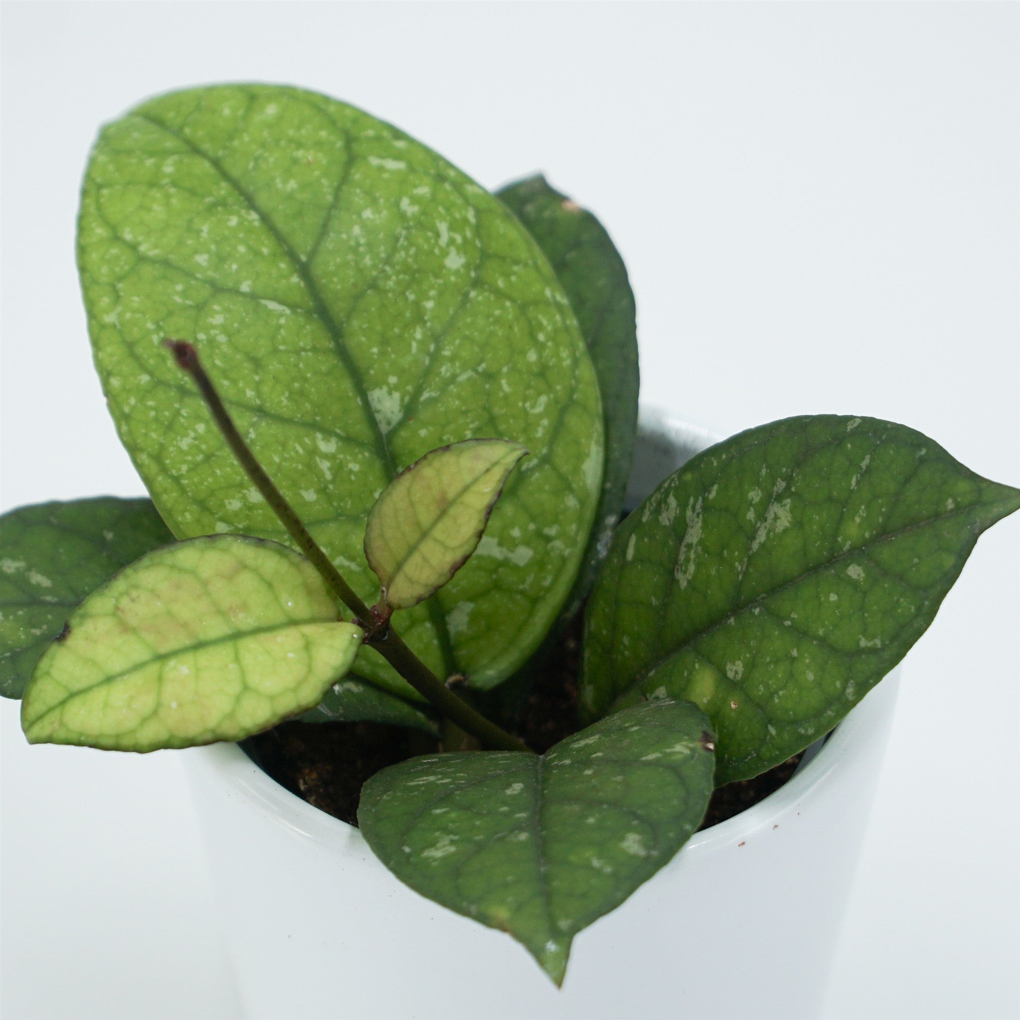 pasiora-hoya-sp-sabah-porzellanblume-6cm-topf image 8