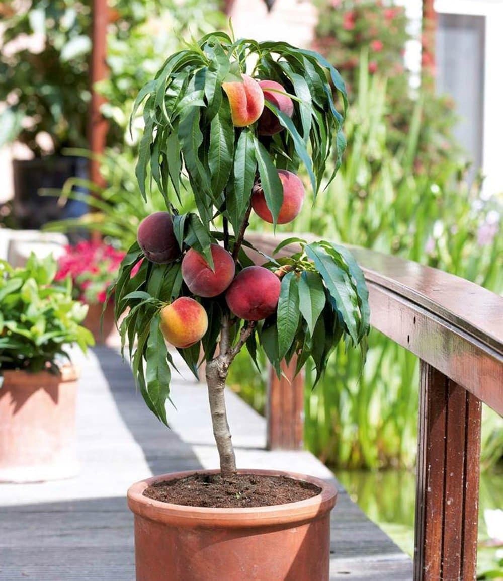 baldur-garten-zwerg-pfirsich-bonanza-obstbaum-im-3-liter-topf image 1
