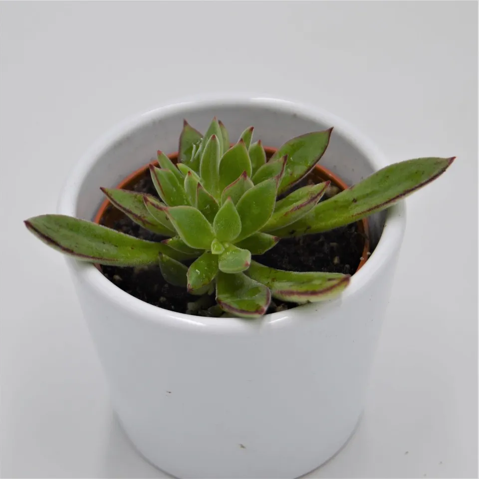 pasiora-echeveria-harmsii-sukkulente-6cm-topf image 1