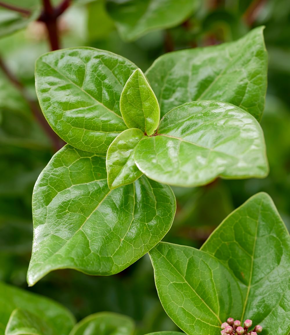 baldur-garten-viburnum-rock-n-rolla-zierstrauch-9x9-cm-topf image 4