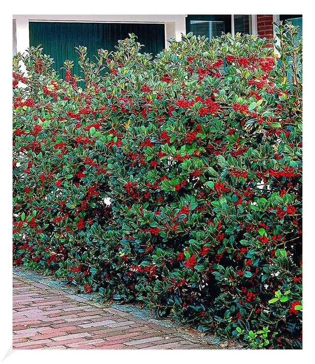 baldur-garten-5er-ilex-hecke-heckenfee-ilex-meserveae-im-9x9-cm-topf image 1