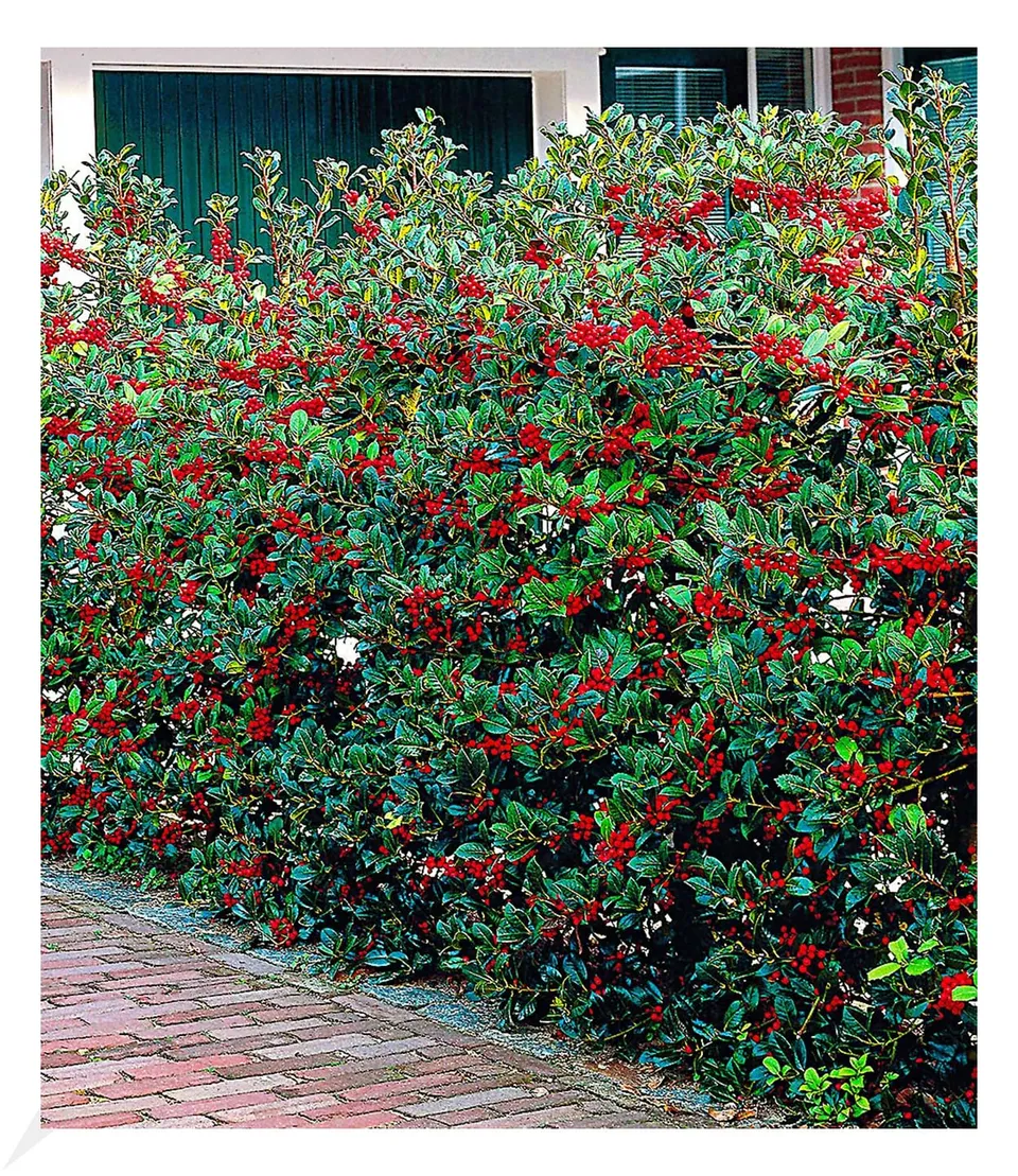 baldur-garten-5er-ilex-hecke-heckenfee-ilex-meserveae-im-9x9-cm-topf image 1