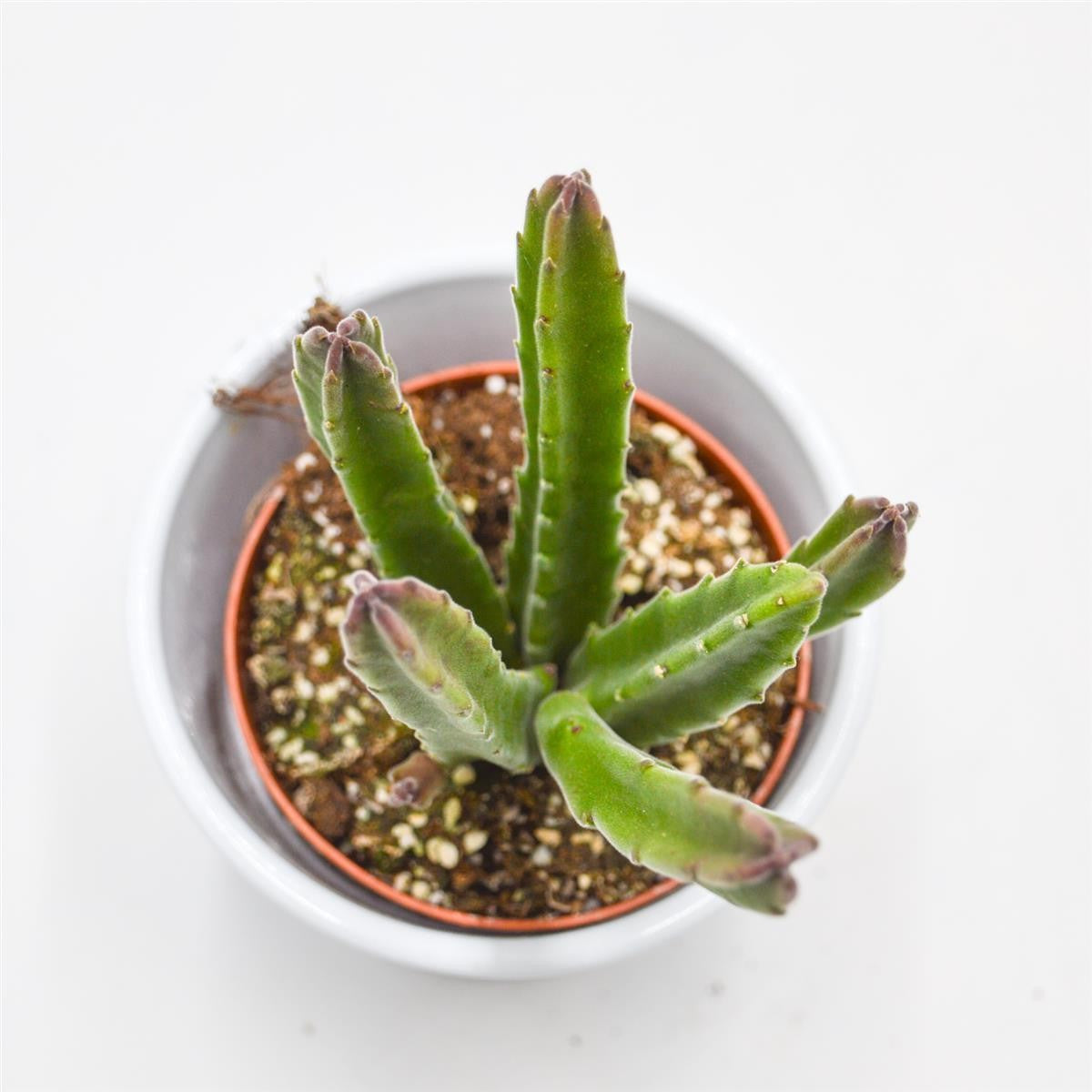 pasiora-stapelia-leendertziae-aasblume-sukkulente-im-8-5cm-topf image 2