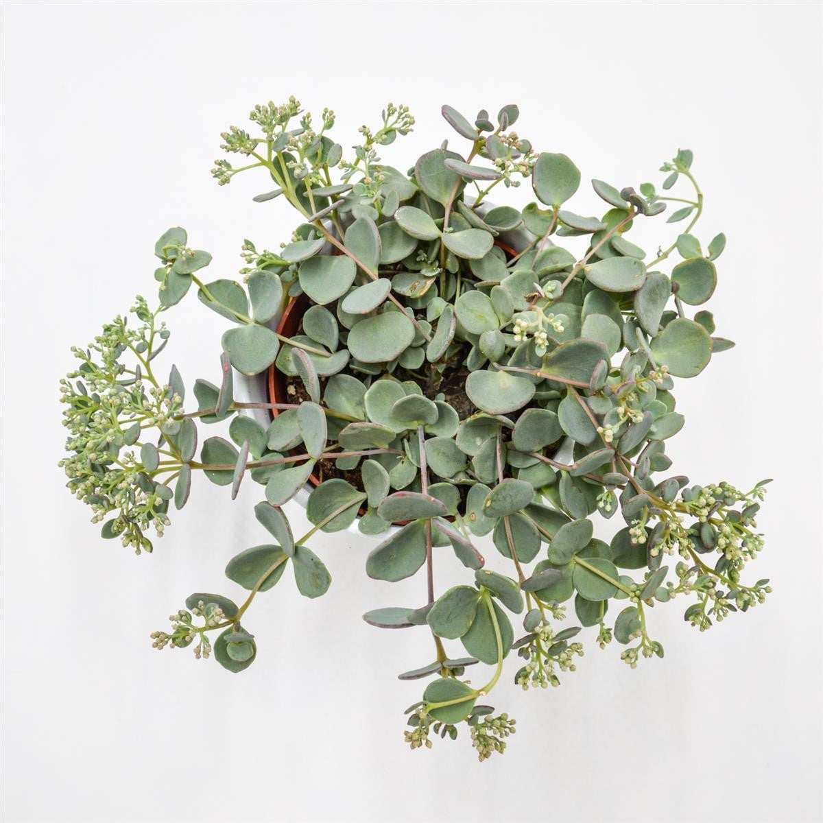 pasiora-sedum-sieboldii-fetthenne-12cm image 2