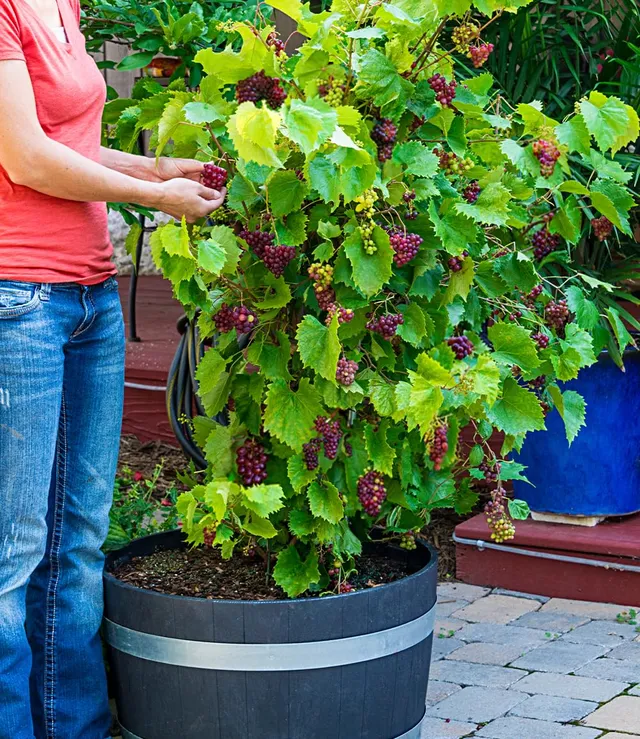 baldur-garten-immertragende-tafel-traube-razzmatazz-pflanze-im-14-cm-topf image 1