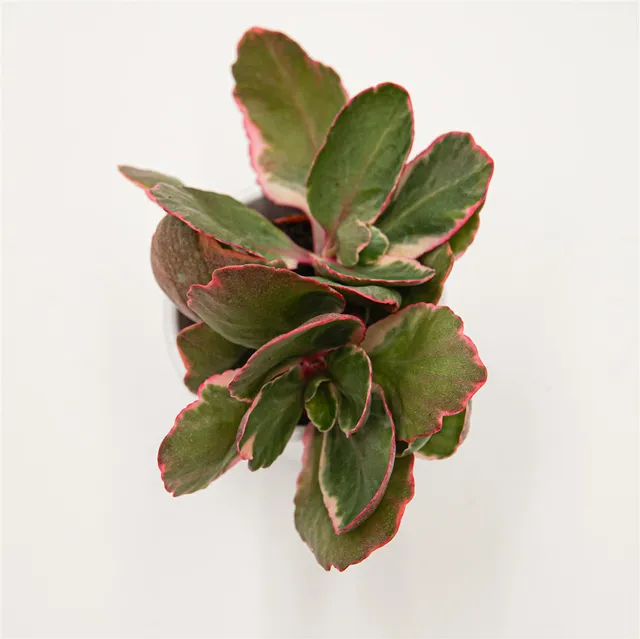 pasiora-kalanchoe-blossfeldiana-f-variegata-sukkulente-5-5cm image 1